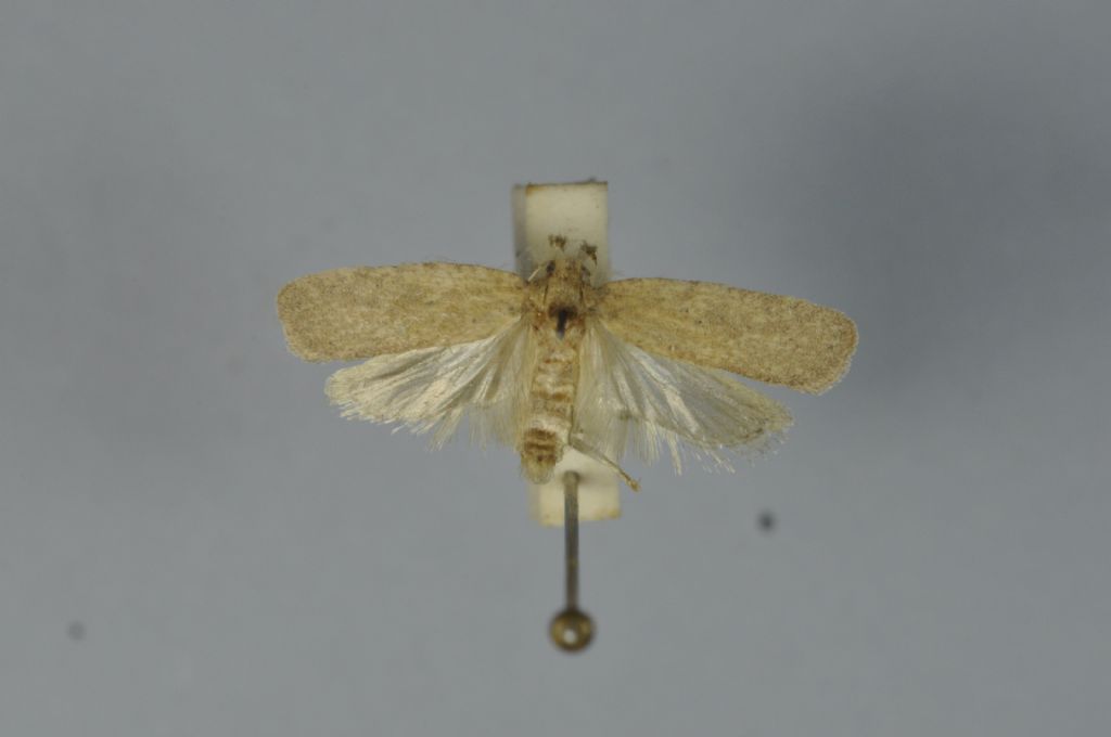 Due Agonopteryx da Malta - A. rutana e A. subpropinquella